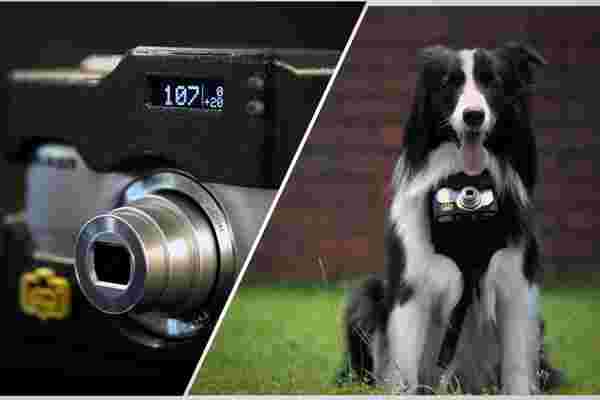 老狗，新照片: 这款新的尼康相机外壳让我们给你的小狗拍照